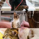北京探店｜猫咪后院实现撸猫自由🐱