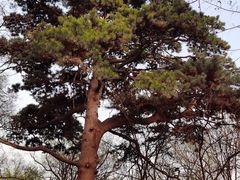 -北陵公园