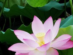 -荔湾湖公园