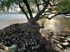 -宝安西湾红树林湿地公园