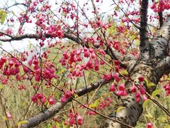 -黔灵山公园