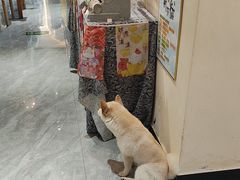 -猫小院猫主题餐厅(南锣旗舰店)
