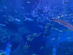 -泉城欧乐堡海洋极地世界