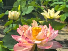 -莲花池公园