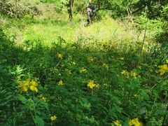 -遵化市禅林寺古银杏风景园