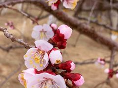 -鹫峰国家森林公园