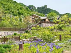 -王莽岭风景区