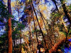 -铁山坪森林公园