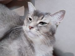-MOCHA明星猫咖(田子坊店)