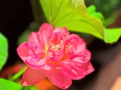 -淮扬府·游园京梦(北京SKP店)