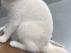 -Heymao猫咖.咖啡厅(东门店)