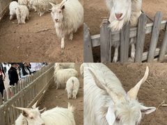 -鄂尔多斯野生动物园