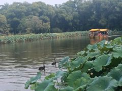 -白洋淀景区