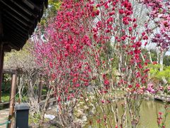 -上海醉白池公园