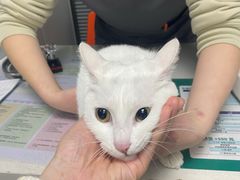 -伟伟宠物医院·CT影像中心·瑞派犬猫综合性门诊(汉口总院)