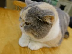 -藦茜花园宠物主题亲子互动体验馆(国顺东路店)