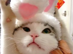 -瑞派天宁宠物医院·猫科·异宠中心