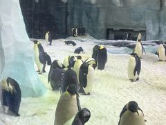 -珠海长隆海洋王国