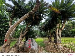 -中国科学院西双版纳热带植物园