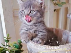 -十年猫舍·猫咪专门店(普陀店)