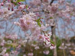 -顾村公园