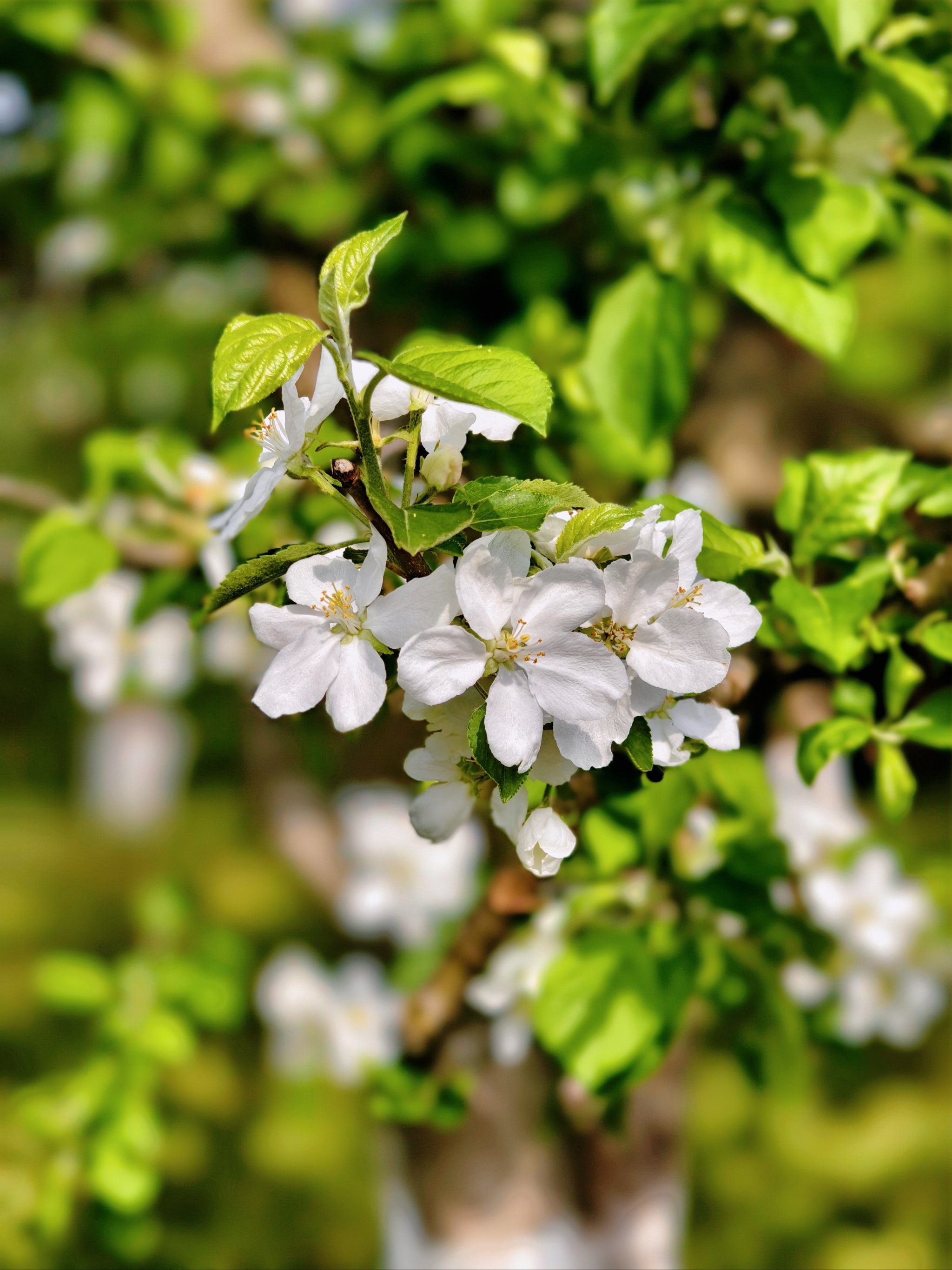 苹果花原来长这样