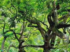 -广州白江湖森林公园