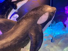 -海合安青岛极地海洋公园