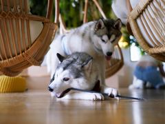 -Husky Go! 哈士奇体验馆·宠物咖啡厅狗咖