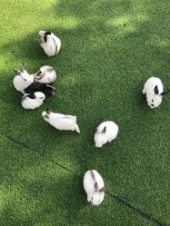 -萌宠亲子动物乐园(槐房万达店)