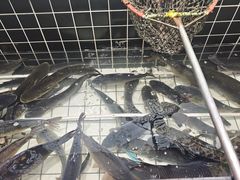 -边江铁锅炖鱼(振八街店)