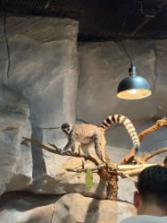 -Zoolung Zoolung动物主题公园(海信广场店)