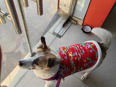 -瑞派福兴宠物医院犬猫全科·骨科·中西医结合(河东店)