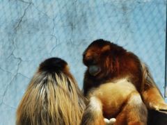 -大连森林动物园