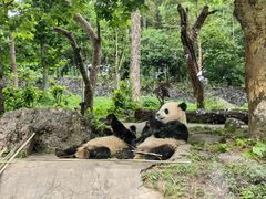 -都江堰中华大熊猫苑