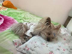 -宠福鑫康馨动物医院·骨科·眼科