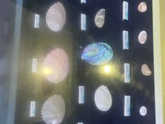 -贝壳梦幻世界