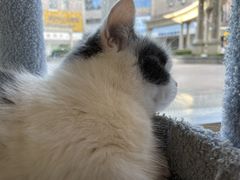 -猫力发电所·宠物专门店