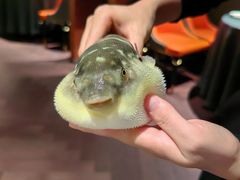 -肆月河豚·淮扬菜·湘菜(华天店)