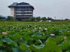 -西湖游船