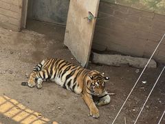 -西霞口神雕山野生动物世界