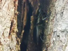 -蜀冈西峰生态公园