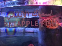 -迪拜水族馆及水下动物园
