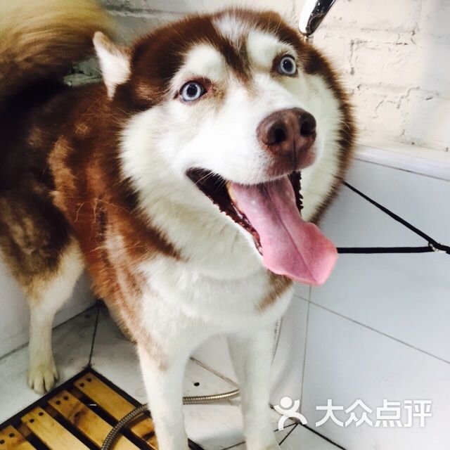 宠宠熊宠物美容(天通苑店)-幻影akak的相册-北京宠物-大众点评网