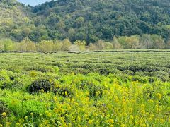 -中国茶叶博物馆(双峰馆区)
