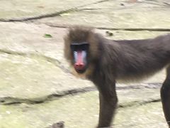 -贵州森林野生动物园