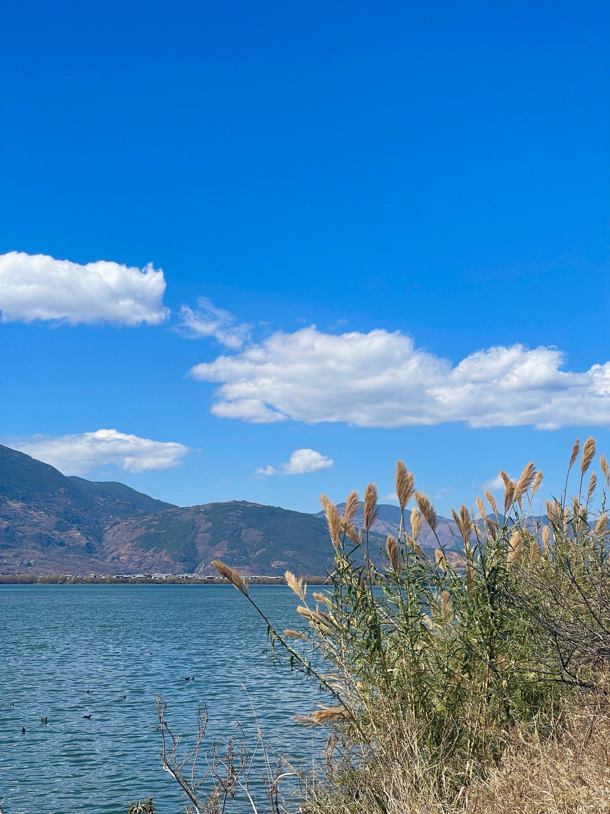 图片根本诠释不了洱海东线的美