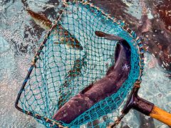 -鱼痴渔醉·食鲜集(汉口江滩店)