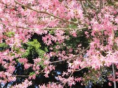 -风云岭森林公园