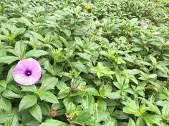 散步拍的花儿们（五爪金龙）-美视五月花高尔夫度假酒店(滨海西店)